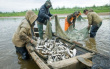 ВНИМАНИЮ КОРЕННЫХ МАЛОЧИСЛЕННЫХ НАРОДОВ СЕВЕРА