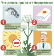 ОСТОРОЖНО – БОРЩЕВИК!