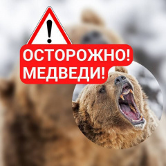 ОСТОРОЖНО, МЕДВЕДИ!