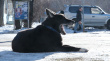 СОБАЧИЙ ВОПРОС