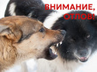 ВНИМАНИЕ, ОТЛОВ БЕЗНАДЗОРНЫХ ЖИВОТНЫХ