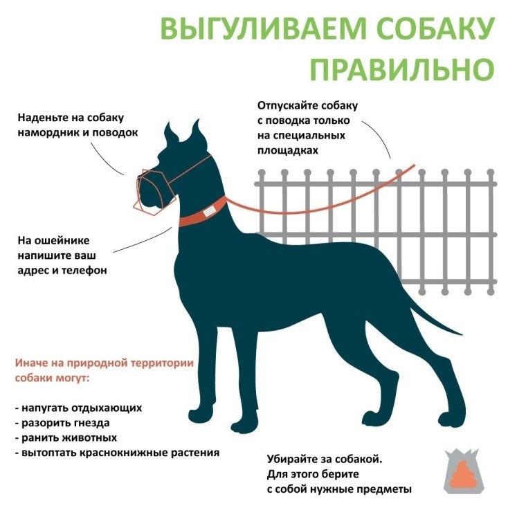 Правила содержания домашних животных