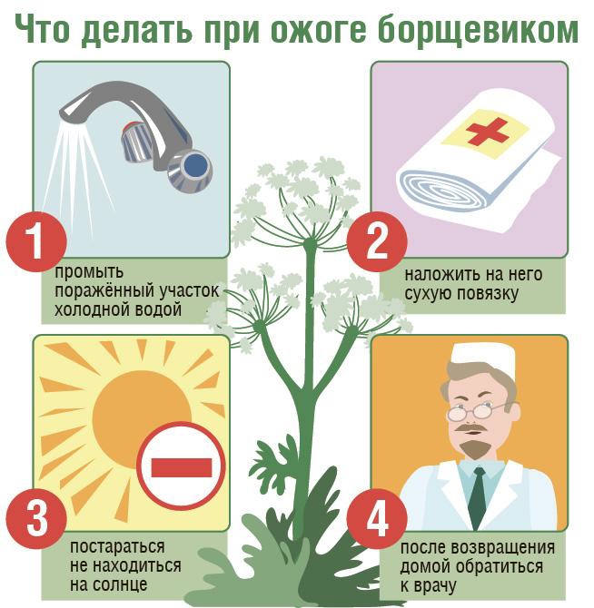 Борщевик